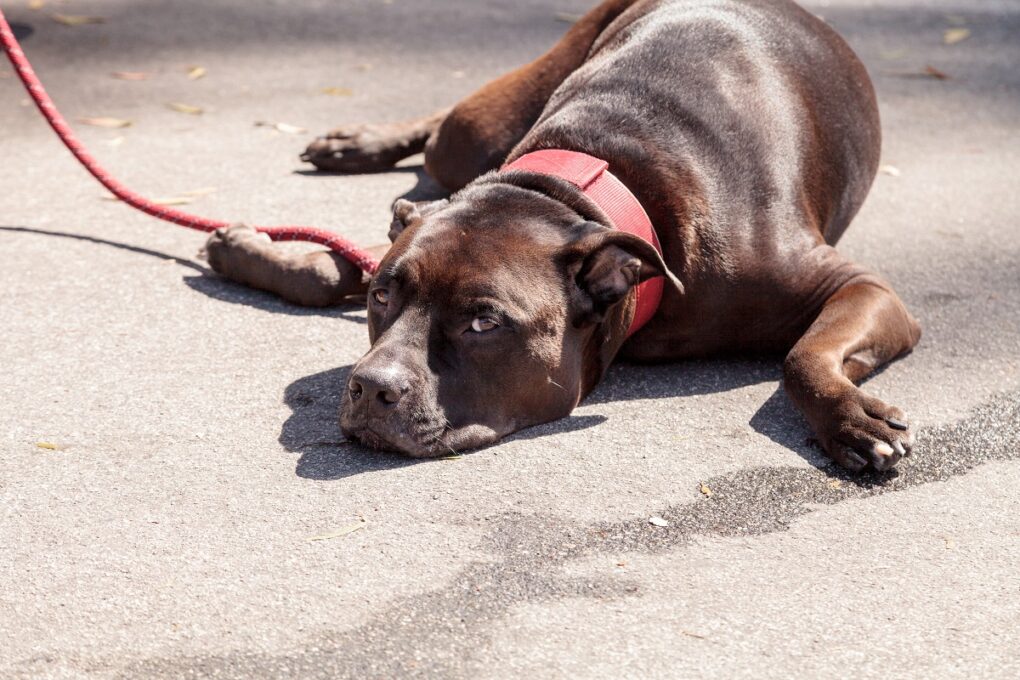 how soon will a dog get sick after eating chocolate