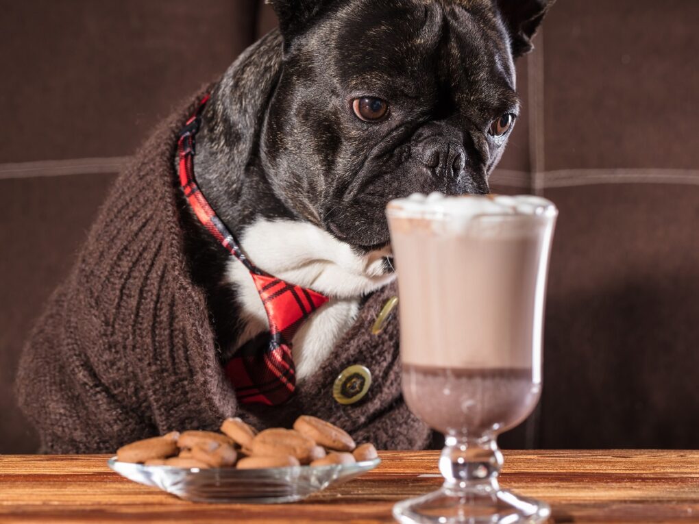 Is hot chocolate bad for dogs hotsell