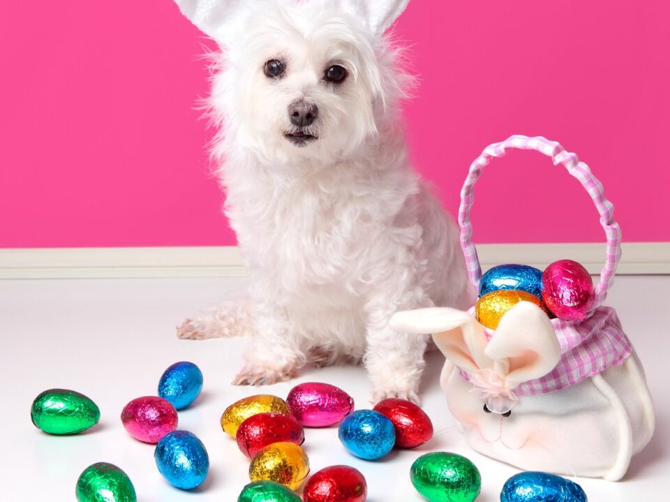 Illustration of Chocolate And Dog Accidents