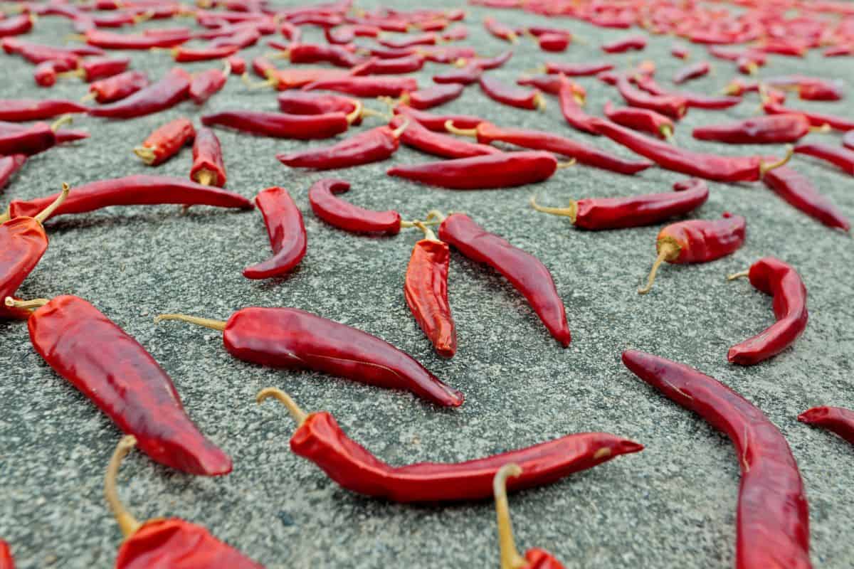 Korean chili peppers drying in the sun.