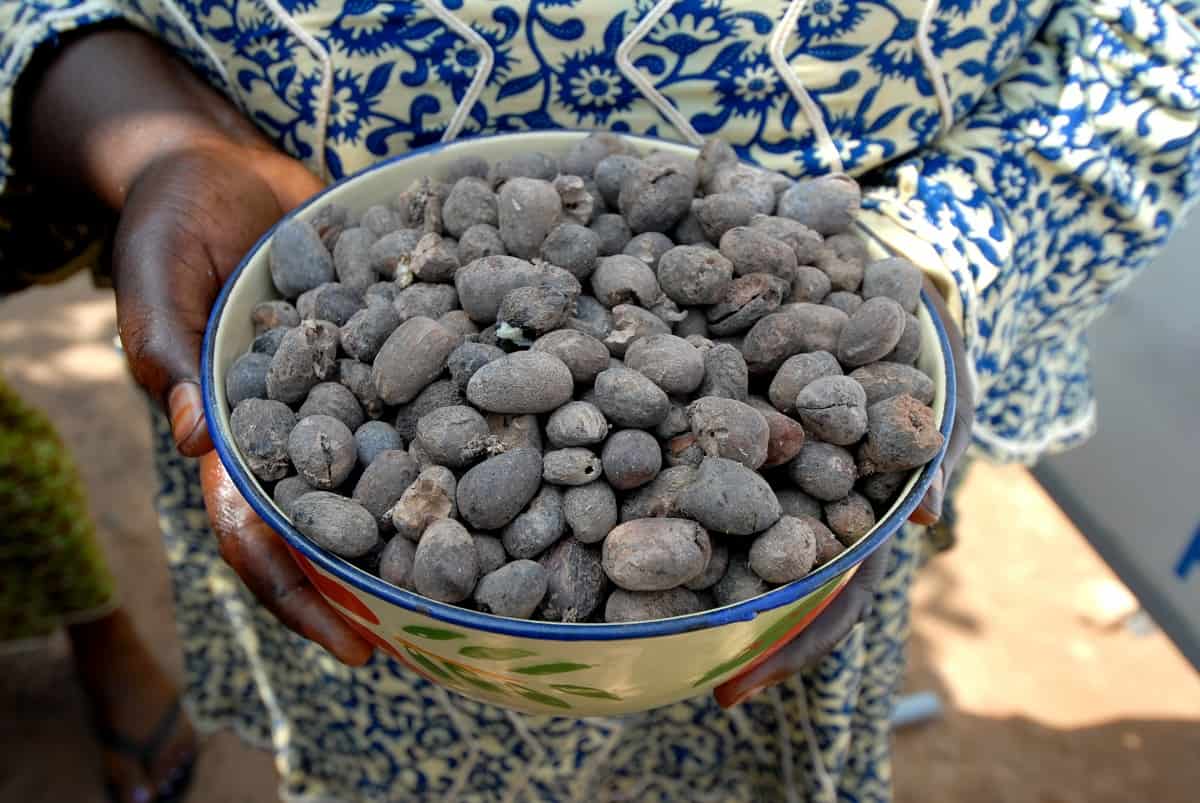 Five Rookie cocoa beans Mistakes You Can Fix Today