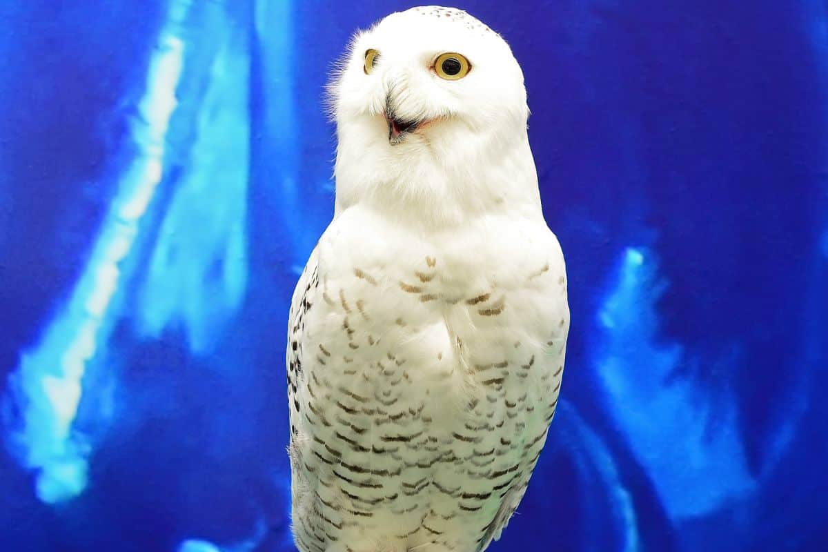 Harry Potter Birthday Cake with Hedwig from Goodies Bakeshop